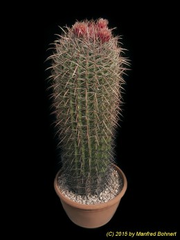 Ferocactus gracilis 945